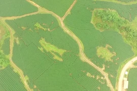 Moc Chau tea hills – a captivating destination