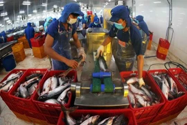 Tra fish processed for export in Dong Thap province (Photo: VNA)