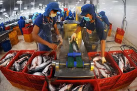Tra fish processed for export in Dong Thap province (Photo: VNA)