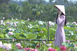 Hung Yen develops agritourism model