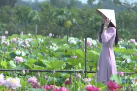 Hung Yen develops agritourism model