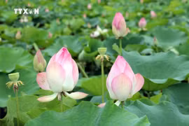 Full bloom lotus ponds attracts visitors to Ninh Binh