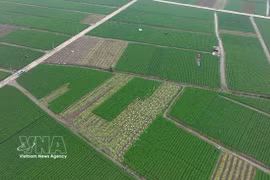 Vietnamese fruits, vegetables gain ground in regional markets