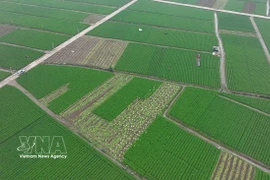 Vietnamese fruits, vegetables gain ground in regional markets