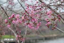 Kon Tum: Cherry blossoms paint Mang Den town in shades of pink