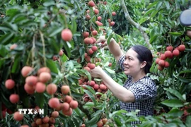 Bac Ninh strengthens efforts to promote lychee exports to North America