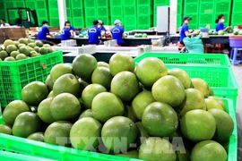 Vietnam’s exporters gear up for recovery as new markets open