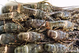 Chinese consumers spend some 70 million USD on Vietnamese lobster in January. (Photo: doanhnhansaigon.vn)