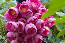 West Lake sees return of the hundred-petal lotus 