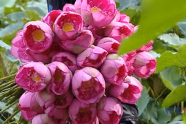 West Lake sees return of the hundred-petal lotus 