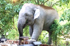 Wild elephants spotted in residential area in Dong Nai