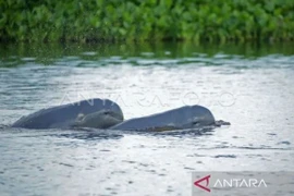 Indonesia takes urgent action to protect rare dolphins