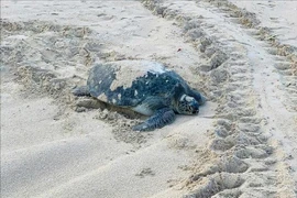 A green sea turtle returns to lay eggs on Cau Cang Beach. (Photo: VNA)