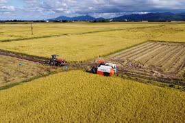 Vietnam’s rice export set to surpass 8.2 million tonnes