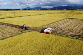 Vietnam’s rice export set to surpass 8.2 million tonnes