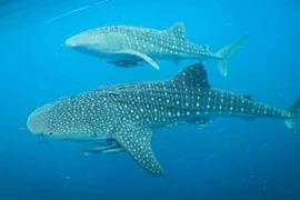 Two individual whale sharks swimming while appeared to have lost their fins are clear evidence of the threat to their habitat in Cenderawasih Bay, West Papua. (Photo: Antara)
