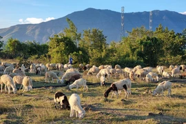 Experiential tourism boosts appeal of coastal Khanh Hoa