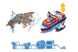 Shrimp exports target 4.3 billion USD in 2025