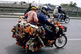 2-year-old girl dies from bird flu in Cambodia