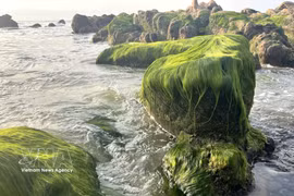 Green moss transforms Co Thach beach in Vietnam's Central Highland
