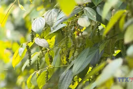 Vietnam’s pepper exports surpass 1 billion USD in first eight months