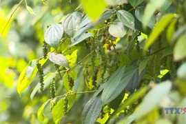 Vietnam’s pepper exports surpass 1 billion USD in first eight months