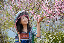 Peach blossoms in full bloom at Sin Suoi Ho community tourism village