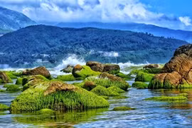 A photo of seaweed on rocks at Da Nang's Nam O beach by photographer Bui Thanh Lang. A selection of 30 photos from 25 local photographers will go on display at the Da Nang-Daegu Cultural Exchange in Daegu city, the Republic of Korea, later this month. (Photo courtesy of Bui Thanh Lang)