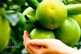 Ho Chi Minh City restructures agriculture for sustainable development