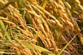 Thai exporters have long-term opportunities to ship a massive amount of locally-harvested organic rice to overseas markets. (Photo: thaipbs.or.th)