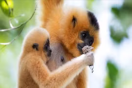 The yellow-cheeked gibbon is a rare primate listed in the Vietnam Red Book. (Photo: VNA)