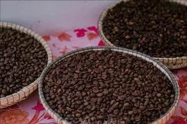 High-quality robusta coffee of the Central Highlands (Photo: VNA)