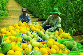 Farmers during melon harvest season in Thai Nguyen province (Photo: VGP)