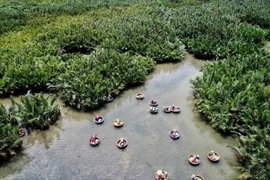 Exploring coconut forest in Cam Thanh village
