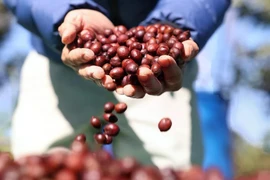 The USDA forecasts a significant increase in global coffee production, driven by recovery in Vietnam and Indonesia's output. (Photo: VNA)