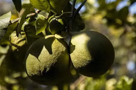 Vietnamese pomelos could be exported to Australia provided they comply with pest control measures and phytosanitary protocols. (Photo: VNA)