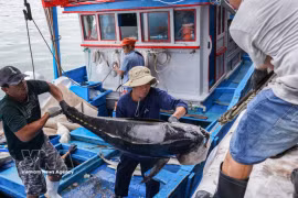 Bumper harvest for Khanh Hoa fishermen in early year