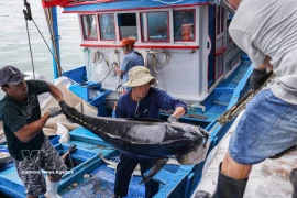 Bumper harvest for Khanh Hoa fishermen in early year