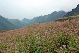 Buckwheat flowers draw visitors to Tuyen Quang province
