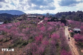 Tourism in Dien Bien shows strong start in early 2026