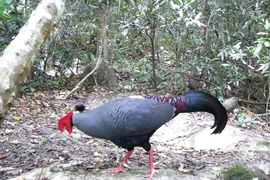 Siamese Fireback (Lopura diardi), listed in Vietnam's Red Data Book, is recorded at the Ea So Nature Reserve. (Photo: VNA)