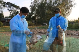 Vaccine export emerges as highlight of Vietnam’s agriculture