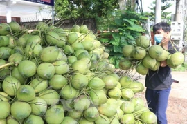 Vietnam’s coconut industry eyes billion-dollar markets