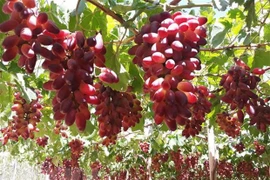 Ninh Thuan farmers gear up for Lunar New Year grape harvest