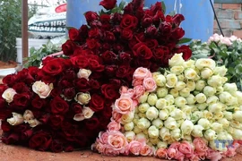 Where roses bloom, poverty fades: The K’Ho story