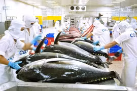 The "yellow card" has impacted Vietnamese seafood exports to the European markets. (Photo: sggp.org.vn)