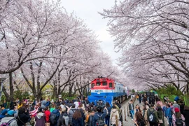 The cherry blossom festival in the Republic of Korea (Photo: KTO)