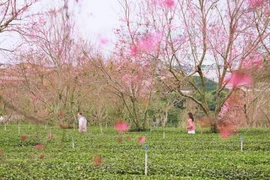Da Lat’s charm in cherry blossom season