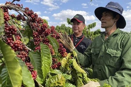Coffee exports hit target, set for record 7.5 billion USD
