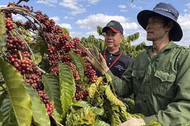 Coffee exports hit target, set for record 7.5 billion USD